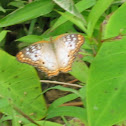White peacock