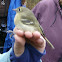 Hutton's Vireo