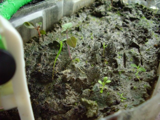 [080428-IMG_8152[3].jpg]