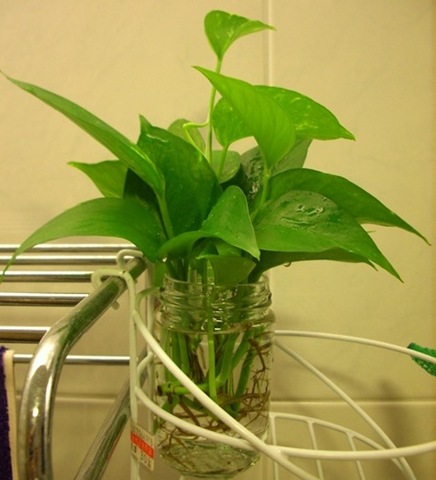 [080713IMG_86482.jpg]