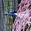 Blue-faced Honeyeater