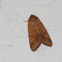 Moth