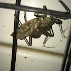 Wheel Bug