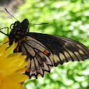 Mariposa negra
