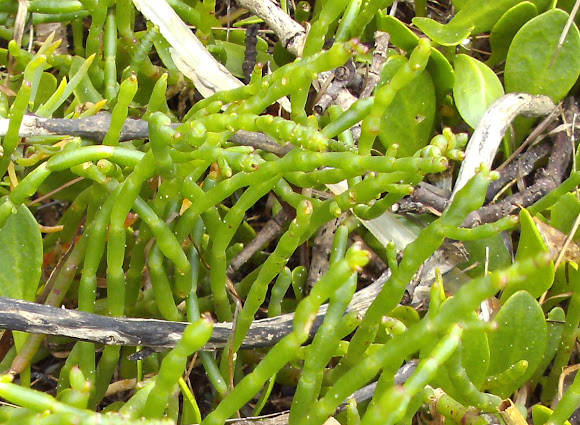 Spotting Image 1