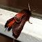 Ruby Tiger Moth
