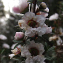 Manuka