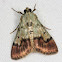 Dimorphic Macalla Moth