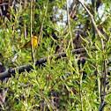 Yellow Warbler