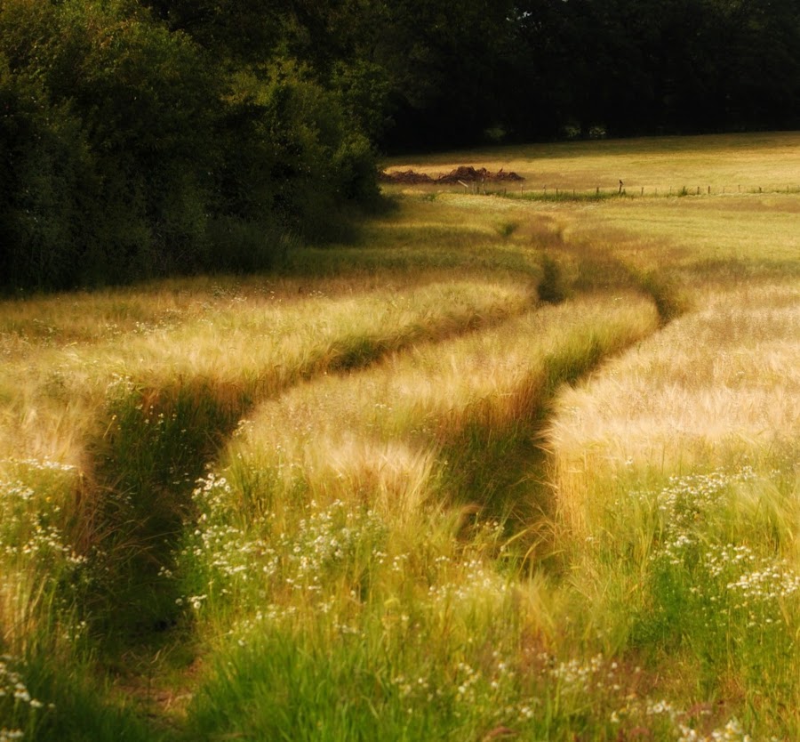 Wheatfield by Terry Gower - Landscapes Prairies, Meadows & Fields