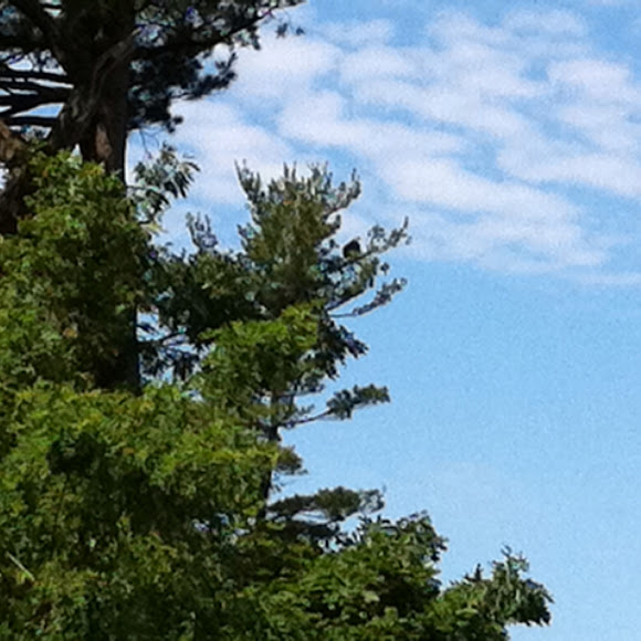 Spotting Image 1