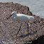 Little Egret; Garceta Común