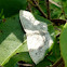 Large Lace-border