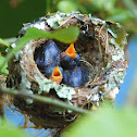 Hummingbird nest