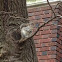 Eastern Gray Squirrel
