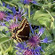 Black Swallowtail