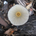 japanese umbrella inky cap