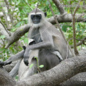 hanuman langur