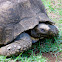 Leopard tortoise