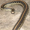 Eastern Garter Snake