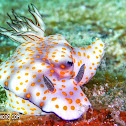 NUDIBRANCH