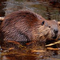 Mammals of the Vassar Preserve
