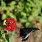 Polydamus Swallowtail