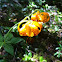 Tiger Lily