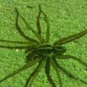 Rabid Wolf Spider
