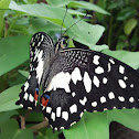 Common Lime Butterfly