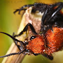 Red velvet ant or