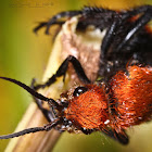 Red velvet ant or
