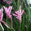 Dwarf Pink Kangaroo