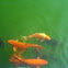 Koi