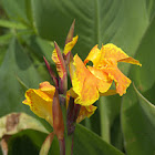 Canna Lily 