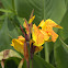 Canna Lily 