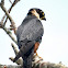 Bat falcon