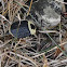 American carrion beetle