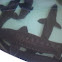 Sturgeon