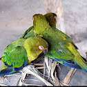 Parrot