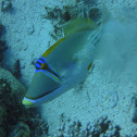 Arabian Picasso Triggerfish
