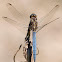 Libélula (Keeled Skimmer)