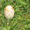 Coprinus sp.