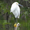 Snowy Egret