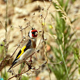 Biodiversity of Arrábida