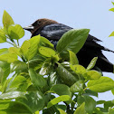 Brown-headed cowbird