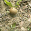 Dotted-stalk Suillus mushroom