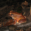 Smoky jungle frog