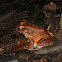 Smoky jungle frog