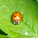 Asian Ladybug?